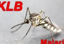 Status KLB malaria Rohil Kembali Diperpanjang